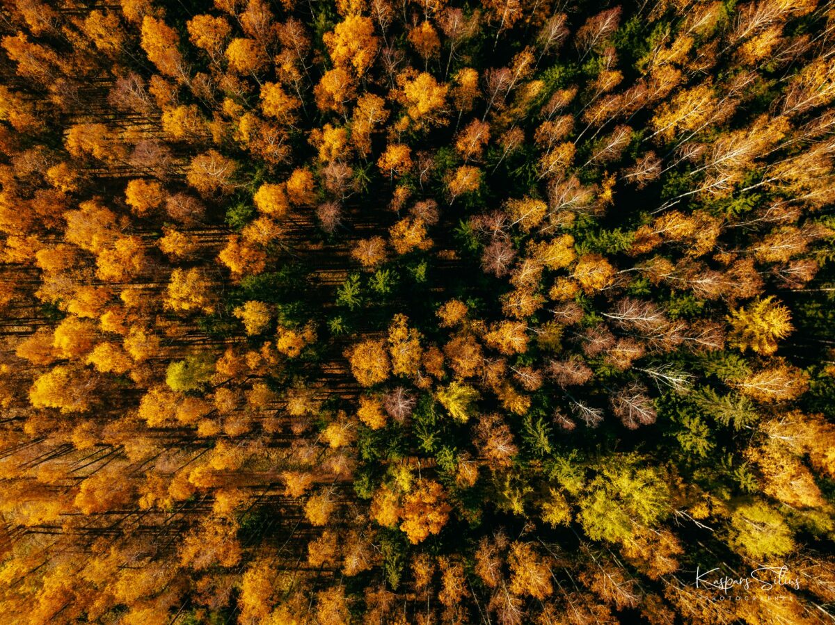 Zelta rudens Jēkabpilī
