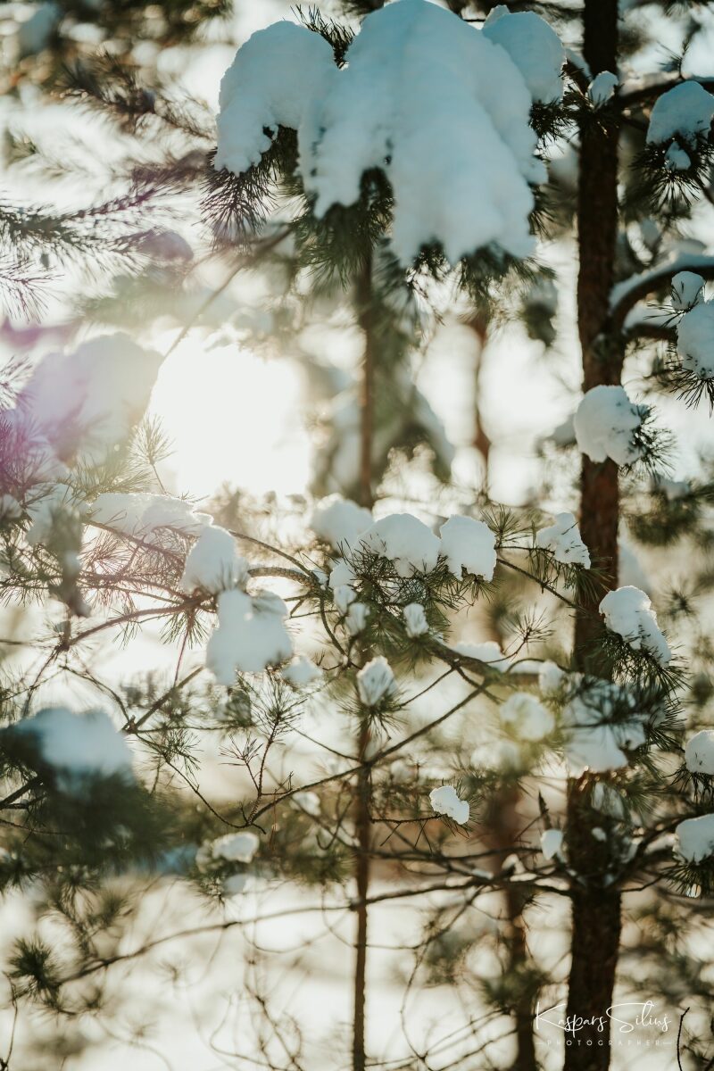 Sigma 85mm f1.4 DG DN on Sony A7RIV