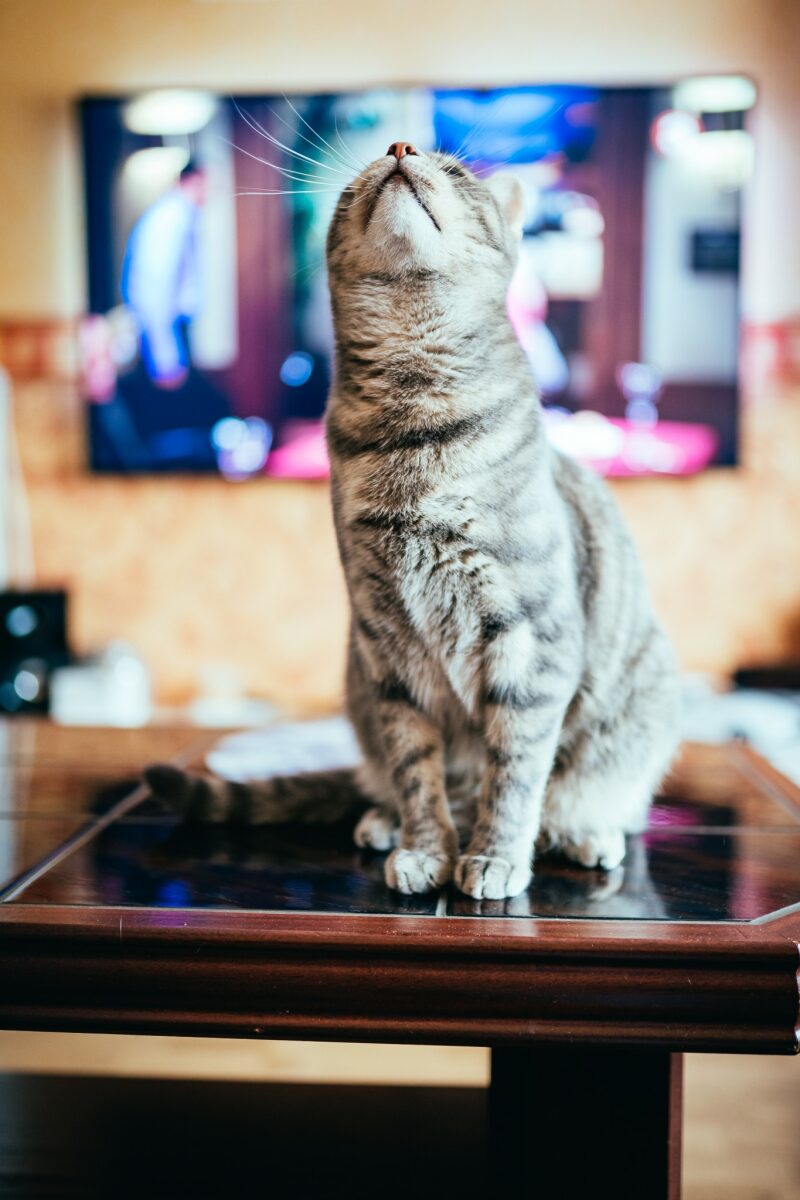 Sigma AF 35mm F1.4 DG HSM Art