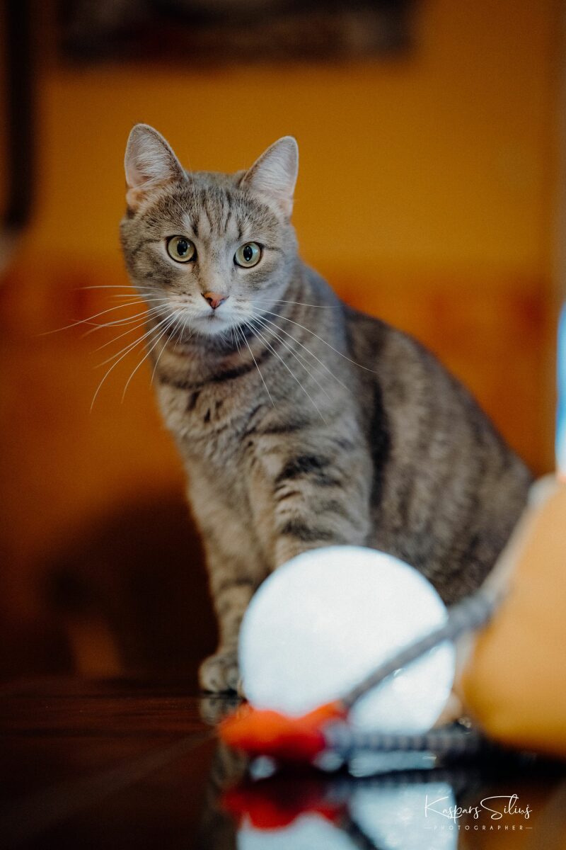 Sigma 85mm f1.4 DG DN on Sony A7RIV