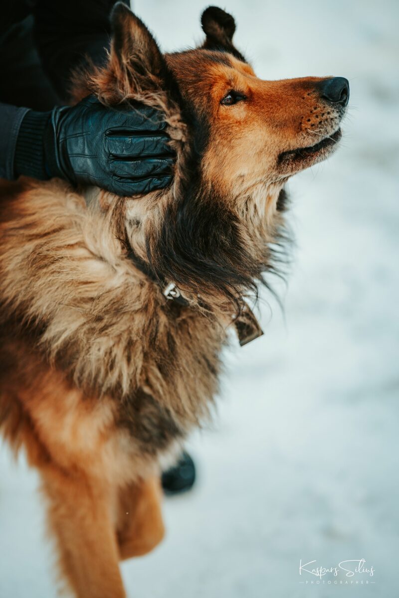 Sigma 85mm f1.4 DG DN on Sony A7RIV