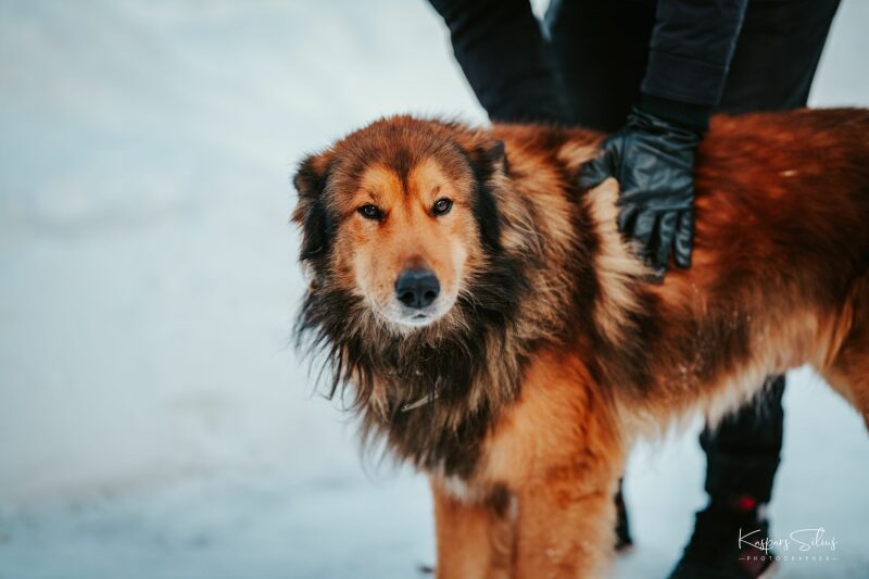 Sigma 85mm f1.4 DG DN on Sony A7RIV
