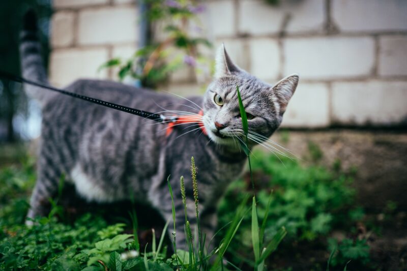 Sigma AF 35mm F1.4 DG HSM Art