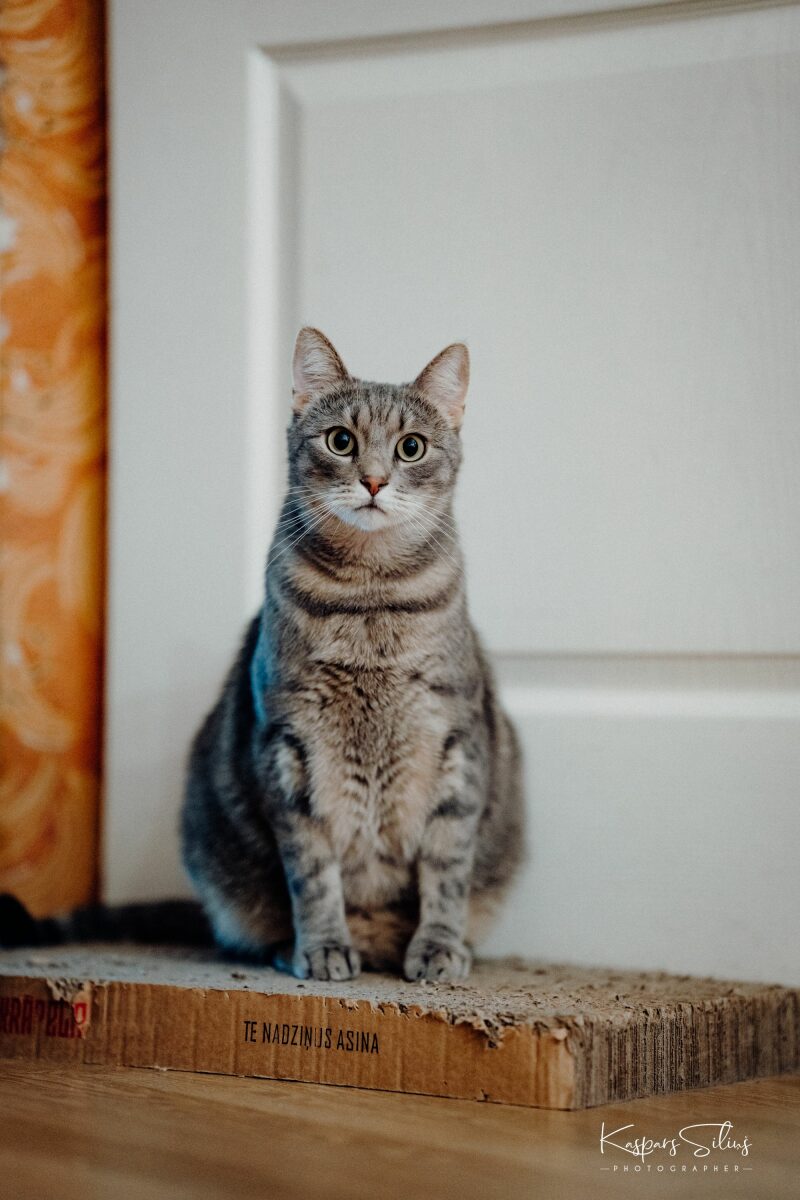 Sigma 85mm f1.4 DG DN on Sony A7RIV