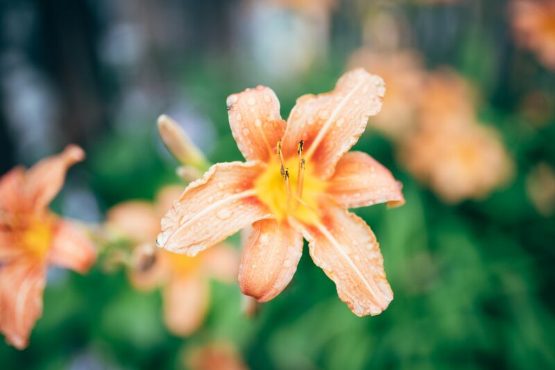 Sigma AF 35mm F1.4 DG HSM Art