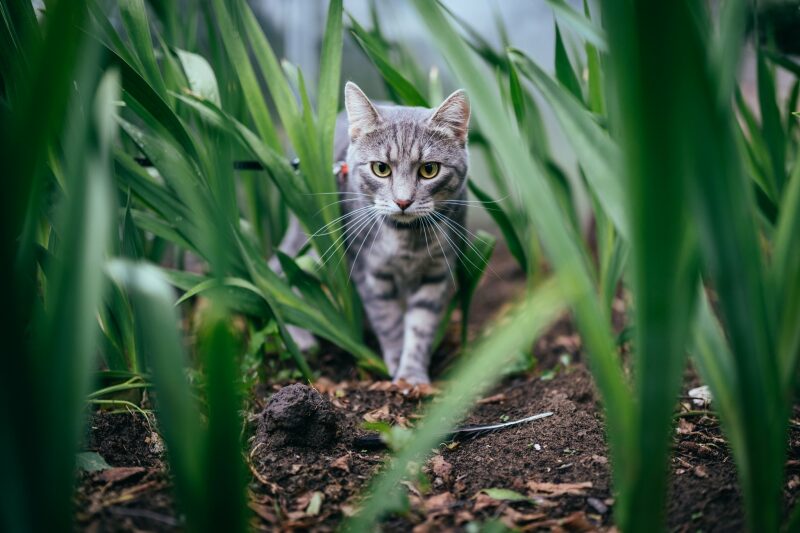 Sigma AF 35mm F1.4 DG HSM Art